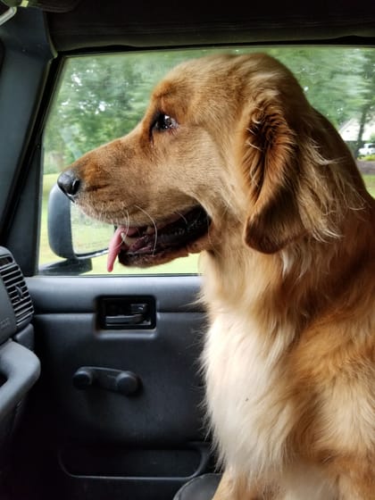 Roscoe, a golden retriever, sitting in a car and looking out the side window, mouth open.